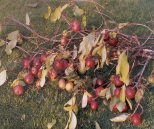 Garcinia indica benefits . Top 10 Fat Burning Supplements